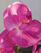 Artificial Orchid Pink/Single Stem