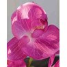 Artificial Orchid Pink/Single Stem