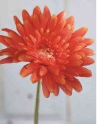 Artificial Gerbera Orange/Single Stem