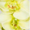 Artificial Orchid /Single Stem