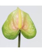 Artificial Anthurium