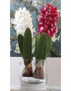 Artificial Hyacinth Flower with Bulb and leaves