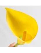 Artificial Calla/Single Stem