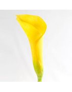Artificial Calla/Single Stem
