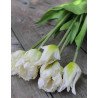 Artificial Parrot Tulips /bouquet of 5 stems