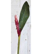 Exotic ginger blossom silk flower Extra large/Single Stem