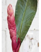 Exotic ginger blossom silk flower Extra large/Single Stem