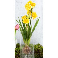 Artificial Daffodil with bulb and 3 flower sprigs