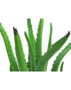 Artificial Aloe Vera plant