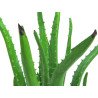Artificial Aloe Vera plant