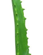 Artificial Aloe Vera plant