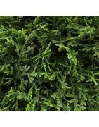 Artificial Cypress ball