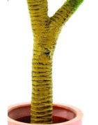 Artificial Yucca palm