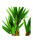 Artificial Yucca palm