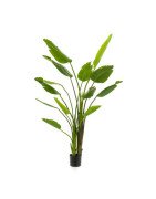 Artificial Strelitzia