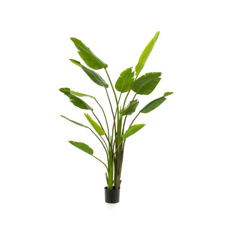 Artificial Strelitzia