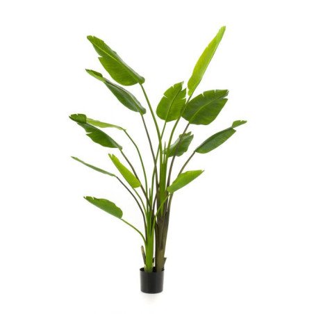 Artificial Strelitzia