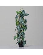 Artificial Alocasia