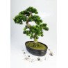 Artificial Japanese Bonsai Pine