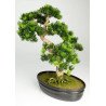 Artificial Japanese Bonsai Pine