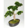 Artificial Japanese Bonsai Pine