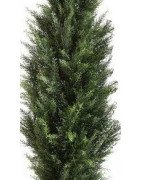 Artificial Cedar