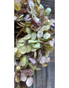 Wreath from nature