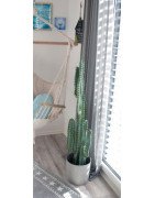 Artificial column Cactus