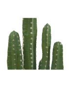 Artificial column Cactus