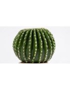 Artificial Cactus