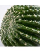 Artificial Cactus