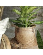 Natural wooden planter 4pc/Set